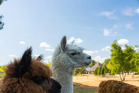 Alpaca's voeren